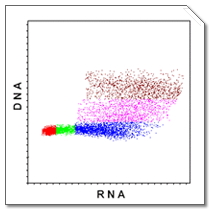 annexin_histo-2